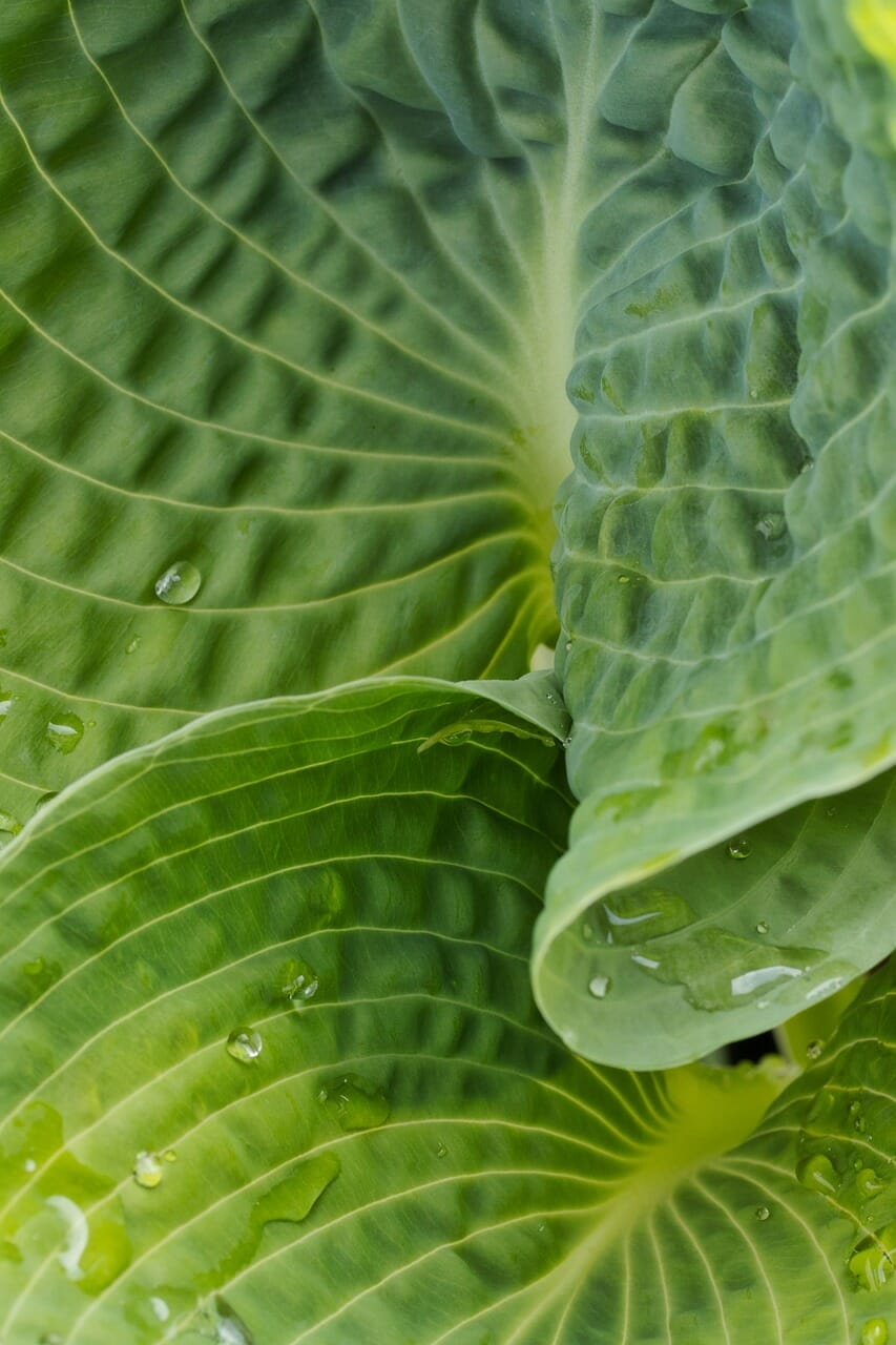 plant, leaves, hosta-7984681.jpg
