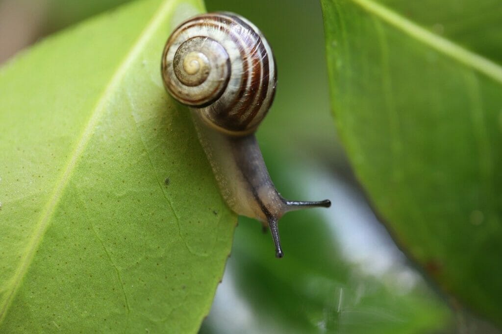 snail, garden snail, banded snail-7978955.jpg