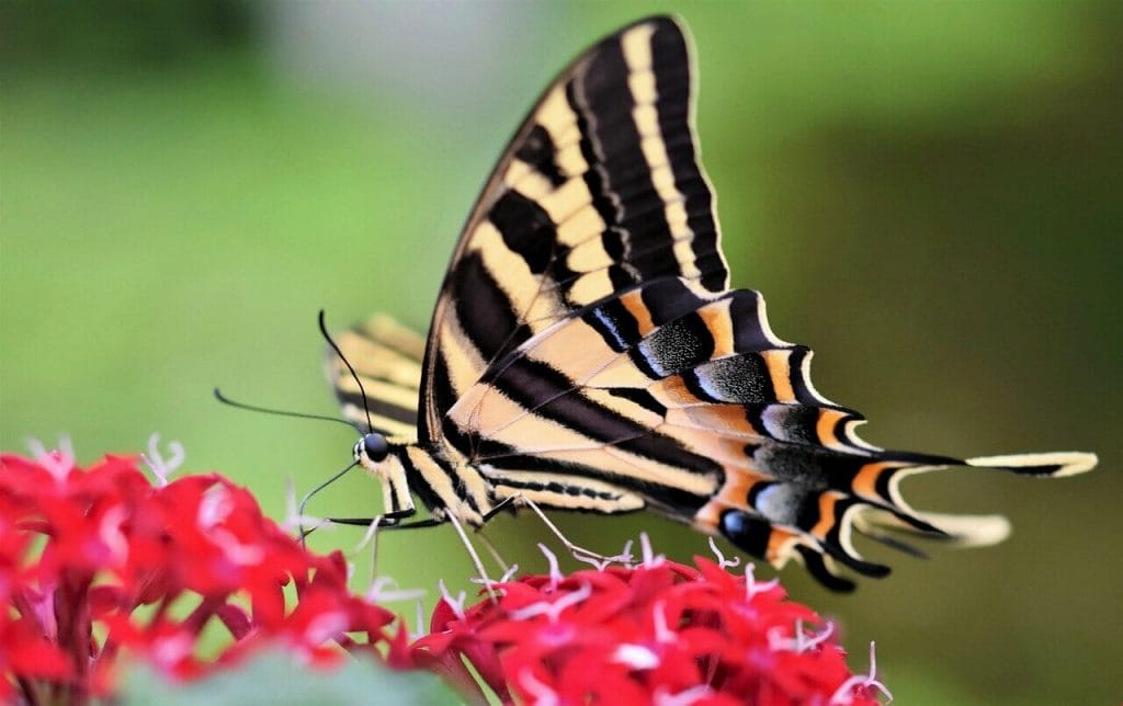 swallowtail butterfly, butterfly, flower-7960262.jpg